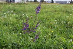 Artenreiche-Wiesen-2